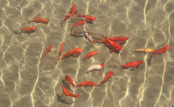 【毕业季 • 母校,我们爱你】经管毕业生赠学院锦鲤