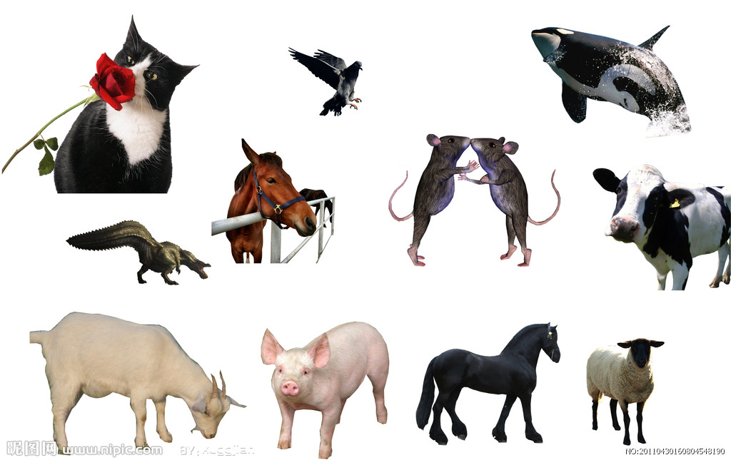 西方文化:英语中的动物暗含什么样的寓意?