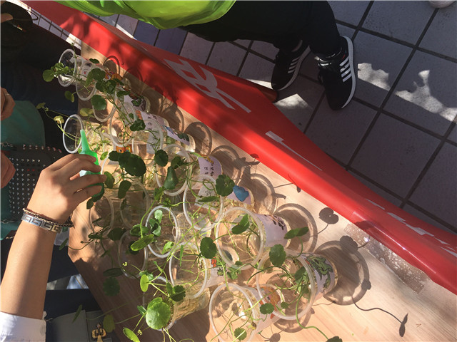 放飞梦想 绿色永存