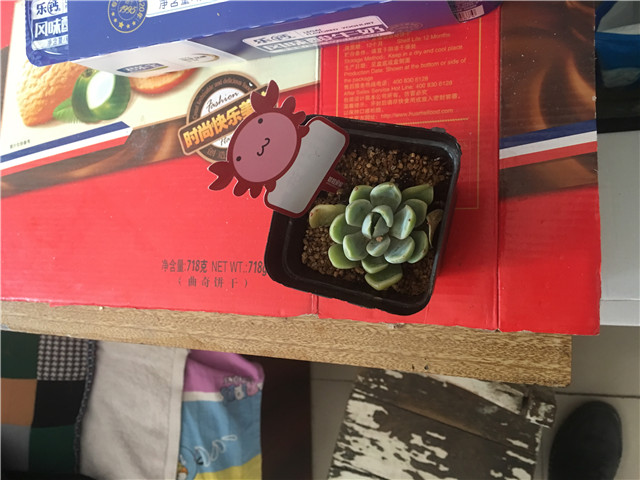 青春飘舞 希望绿植